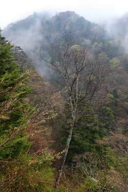 静岡天然林ツアー1